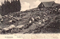 alp_schoenhalden.jpg