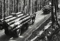 Holztransport.jpg